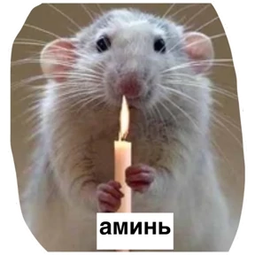 Крыски — стикер для MAX