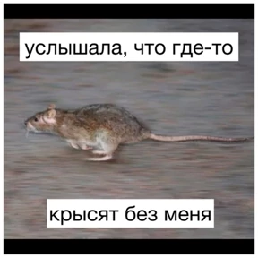 Крыски — стикер для MAX