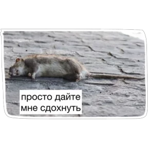 Крыски — стикер для MAX