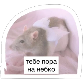 Крыски — стикер для MAX