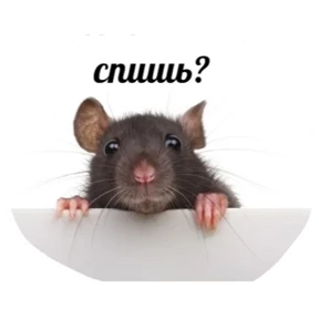 Крыски — стикер для MAX