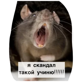 Крыски — стикер для MAX