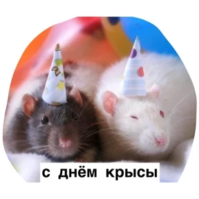 Крыски — стикер для MAX