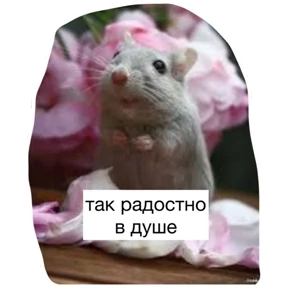 Крыски — стикер для MAX