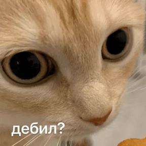 Стикерпак Котости2 для мессенджера MAX
