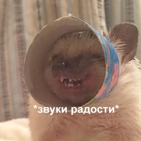 Котости2 — стикер для MAX