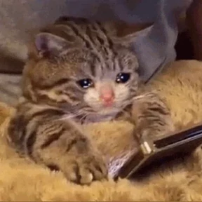 Котости2 — стикер для MAX