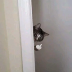 Котости2 — стикер для MAX