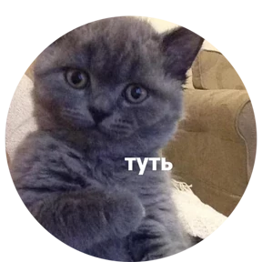 Котости2 — стикер для MAX