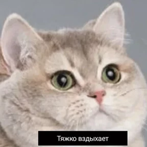 Котости2 — стикер для MAX