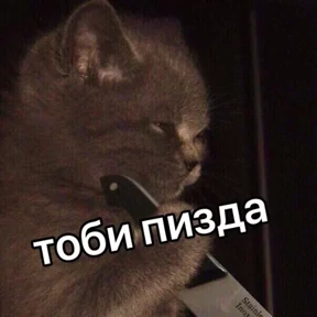 Котости2 — стикер для MAX