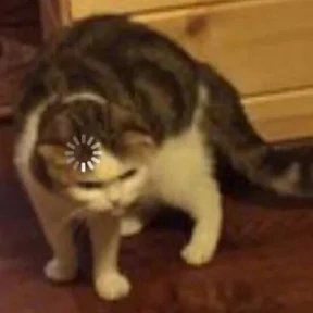 Котости2 — стикер для MAX