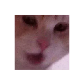 Котости2 — стикер для MAX