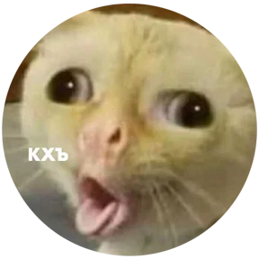 Котости2 — стикер для MAX
