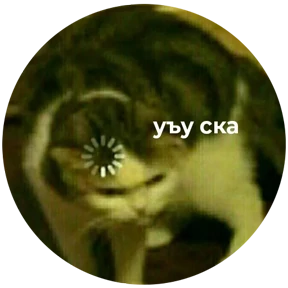 Котости2 — стикер для MAX