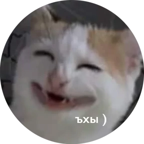 Котости2 — стикер для MAX
