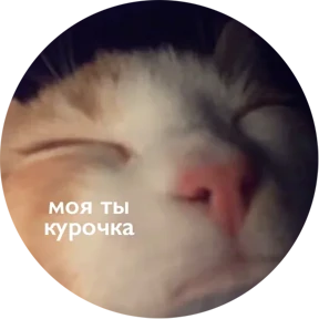 Котости2 — стикер для MAX