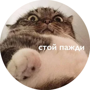 Котости2 — стикер для MAX