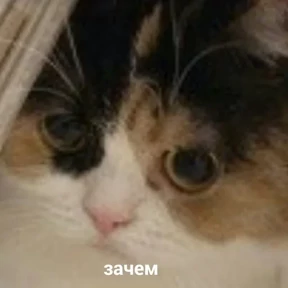 Котости2 — стикер для MAX