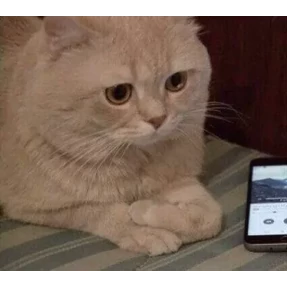 Котости2 — стикер для MAX