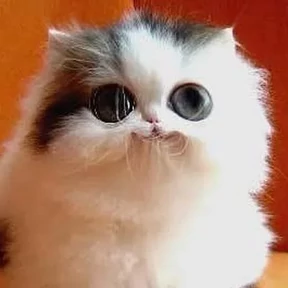 Котости2 — стикер для MAX