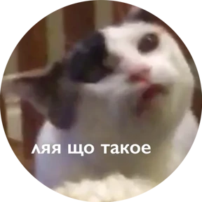 Котости2 — стикер для MAX