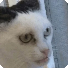 Котости2 — стикер для MAX