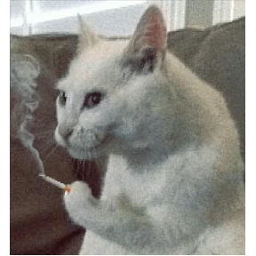 Котости2 — стикер для MAX