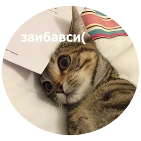 Котости2 — стикер для MAX