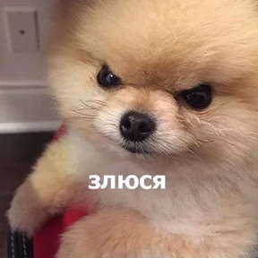 Котости2 — стикер для MAX