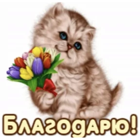 Пожелания — стикер для MAX