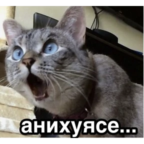 Ясно понятно — стикер для MAX