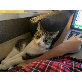 Симка — стикер для MAX