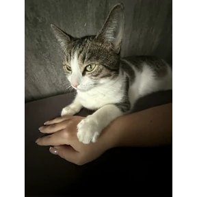 Симка — стикер для MAX