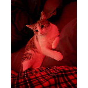 Симка — стикер для MAX