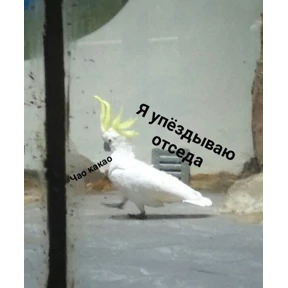 Ясно понятно — стикер для MAX