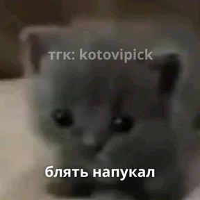 Мы — стикер для MAX