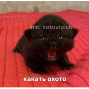 Мы — стикер для MAX