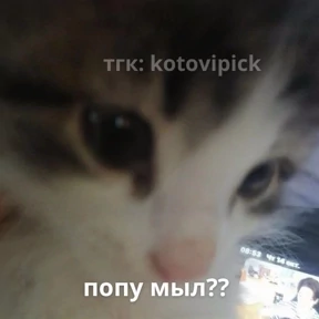 Мы — стикер для MAX