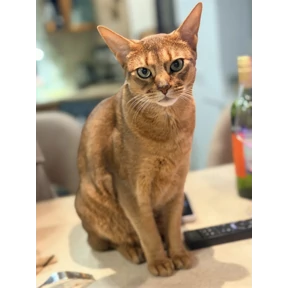 Мой — стикер для MAX
