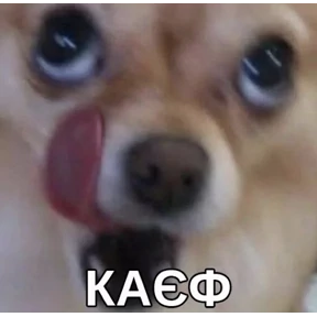 Bitch — стикер для MAX
