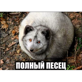 ЛисЯ — стикер для MAX