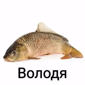 Коля Tapbox.ru — стикер для MAX