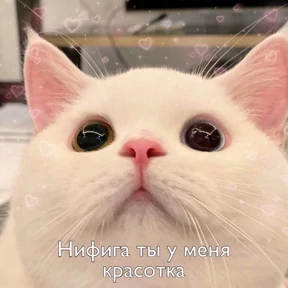 Пиу пиу — стикер для MAX