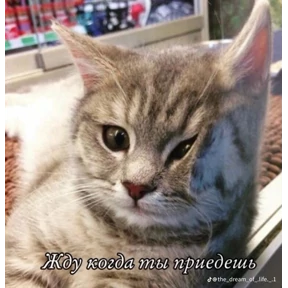 Пиу пиу — стикер для MAX