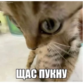 Corelina — стикер для MAX
