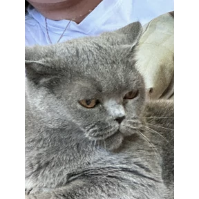 Люсьен — стикер для MAX