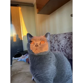 Люсьен — стикер для MAX