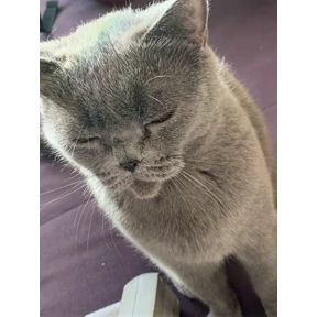 Люсьен — стикер для MAX
