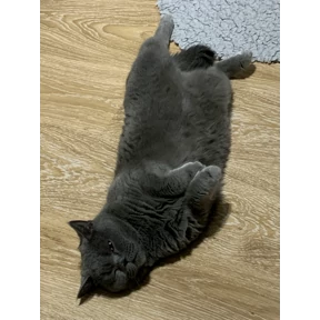 Люсьен — стикер для MAX